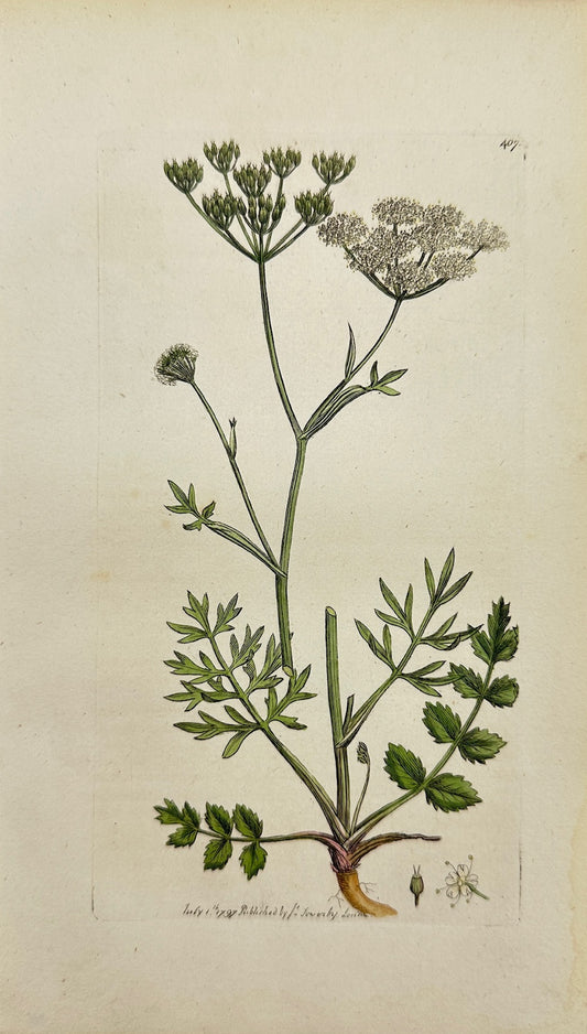 Antique Print - Sowerby - Pimpinella Faxifraga - Common Burnet-Saxifrage - F1