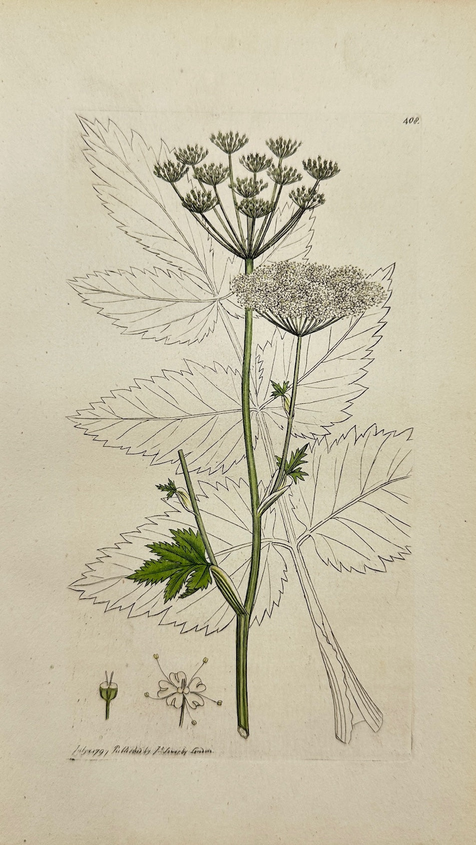 Antique Print - James Sowerby - Pimpinella Magna - Great Burnet-Saxifrage - F1