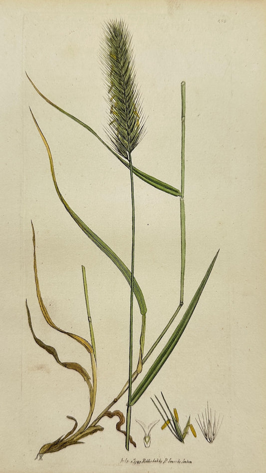 Antique Botanical Print - James Sowerby - Hordeum Pratenſe - Meadow Barley - F1