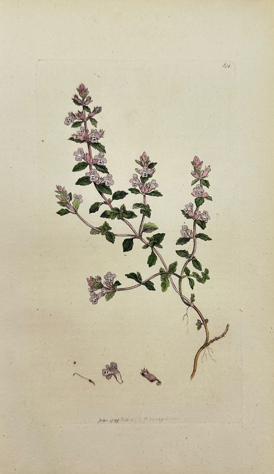 Antique Botanical Print - James Sowerby - Thymus Acinos - Bafil Thyme - F1