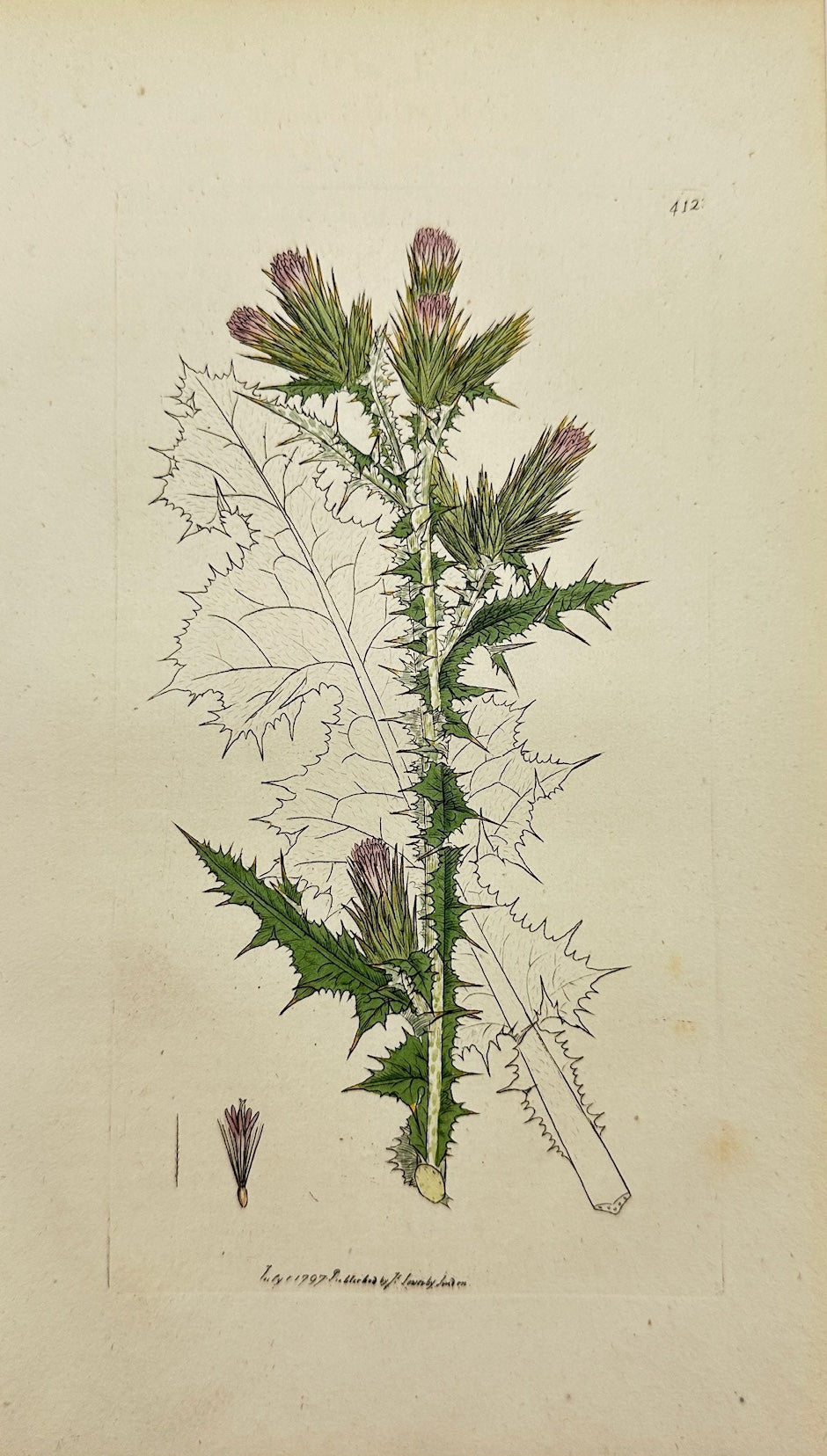 Antique Print - James Sowerby - Carduus Tenuiflorus - Slender-flowered - F1
