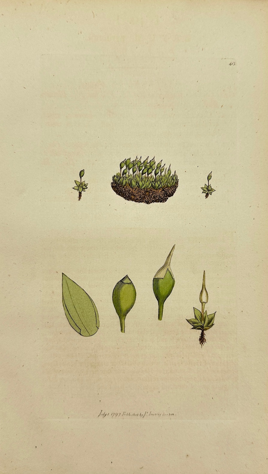 Antique Print - James Sowerby - Bryum Pyriforme - Pear-shaped Bryum - F1