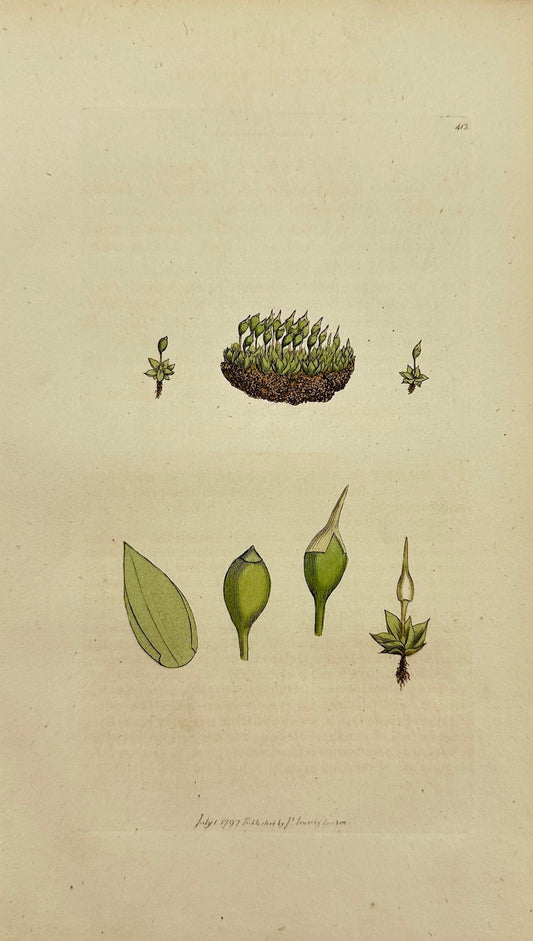Antique Print - James Sowerby - Bryum Pyriforme - Pear-shaped Bryum - F1