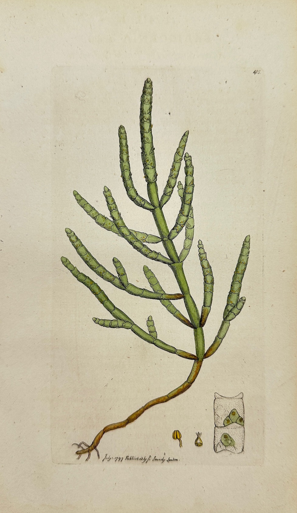 Antique Print - James Sowerby - Salicornia Annua - Annual Samphire - F1