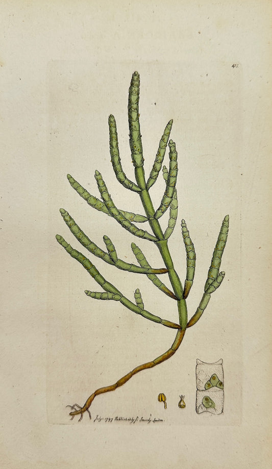 Antique Print - James Sowerby - Salicornia Annua - Annual Samphire - F1