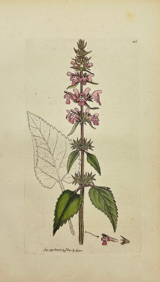 Antique Print - James Sowerby - Stachys Fylvatica - Hedge Woundwort - F1