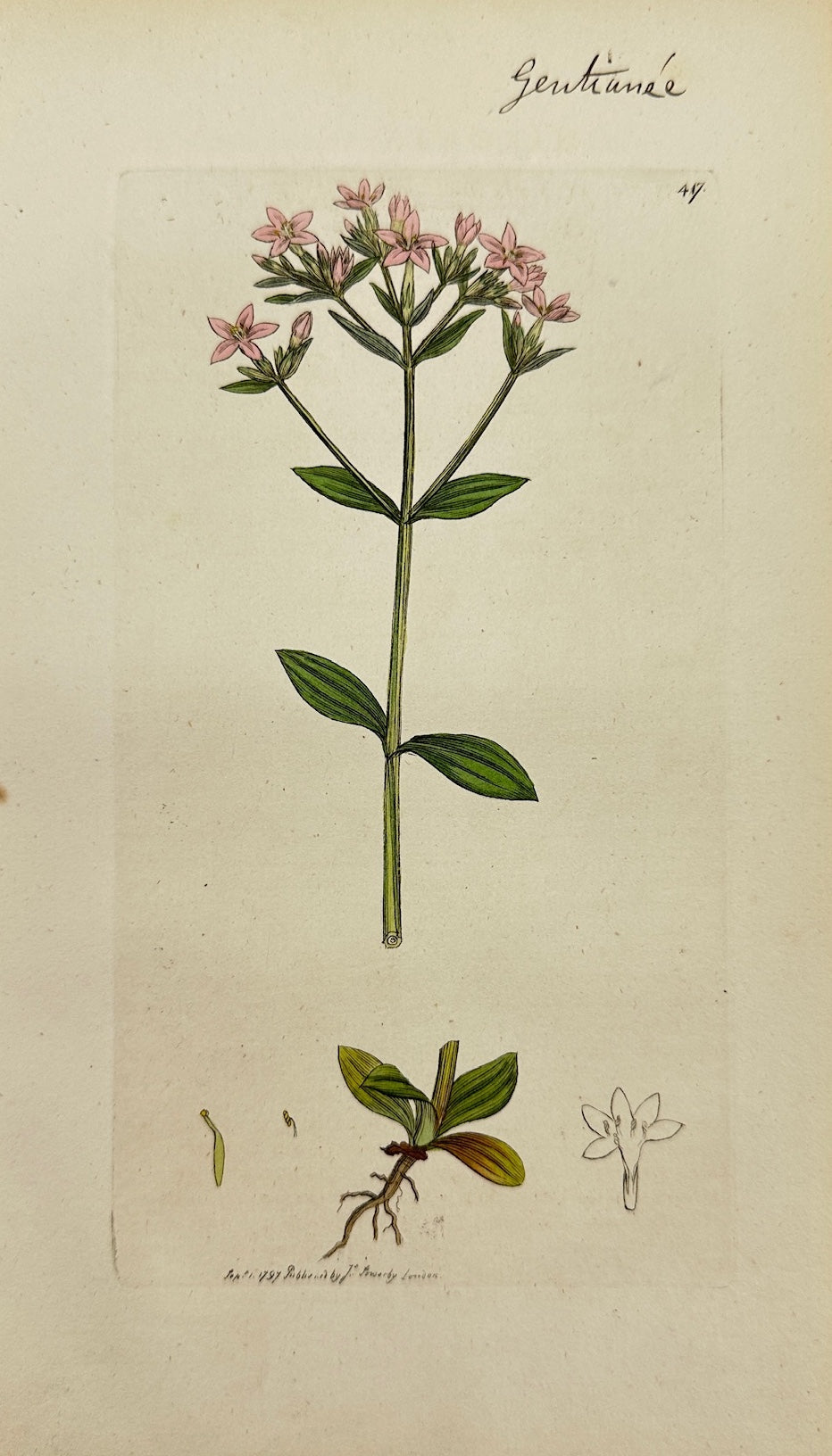 Antique Print - James Sowerby - Chironia Centaurium - Common Centaury - F1
