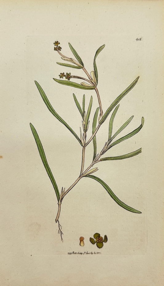 Antique Print - Sowerby - Potamogeton Compressum - Flat-ftalked Pond-weed - F1