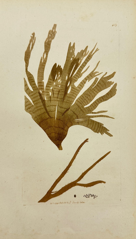 Antique Print - James Sowerby - Ulva Atomaria - Concentric-dotted Laver - F1