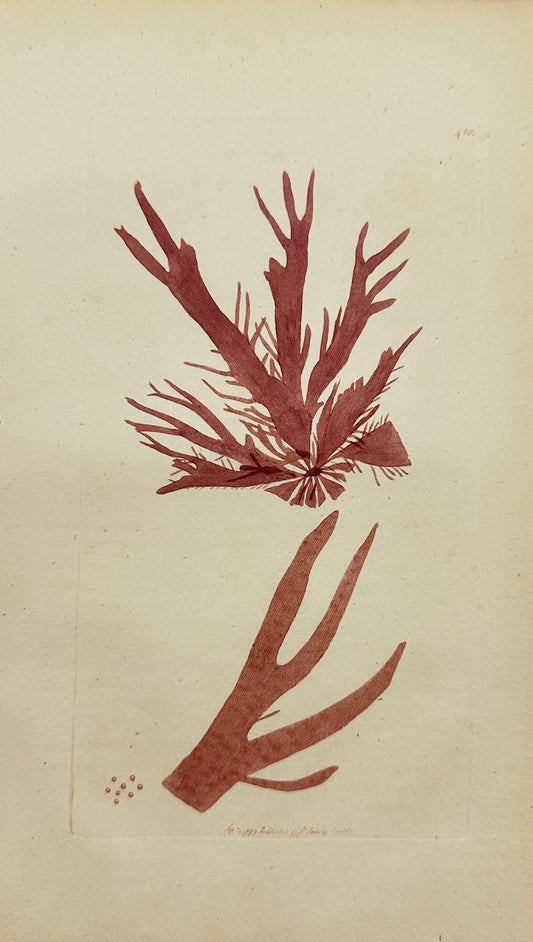 Antique Print - James Sowerby - Ulva Ligulata - Laciniated Red Laver - F1