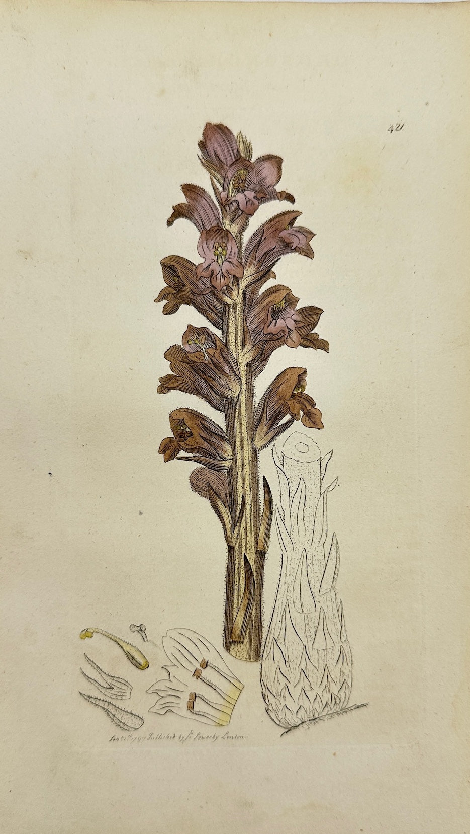 Antique Print - James Sowerby - Orobanche Major - Greater Broom-rape - F1