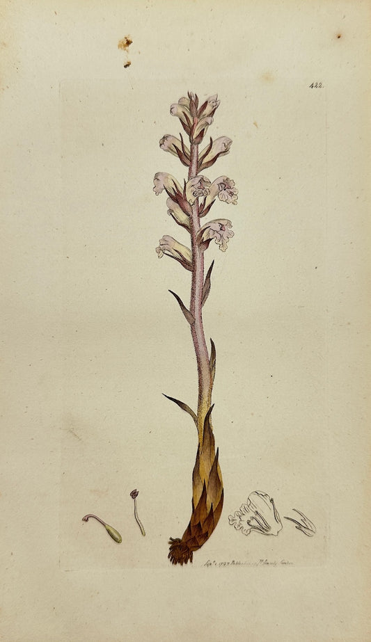 Antique Print - James Sowerby - Orobanche Minor - Leffer Broom-rape - F1