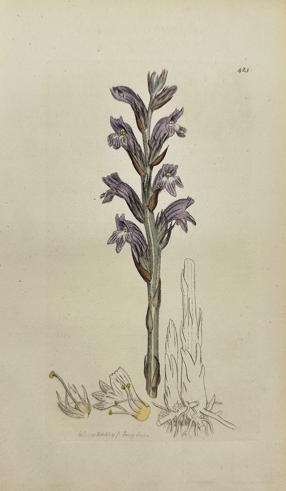 Antique Print - James Sowerby - Orobanche Cærulea - Purple Broom-rape - F1