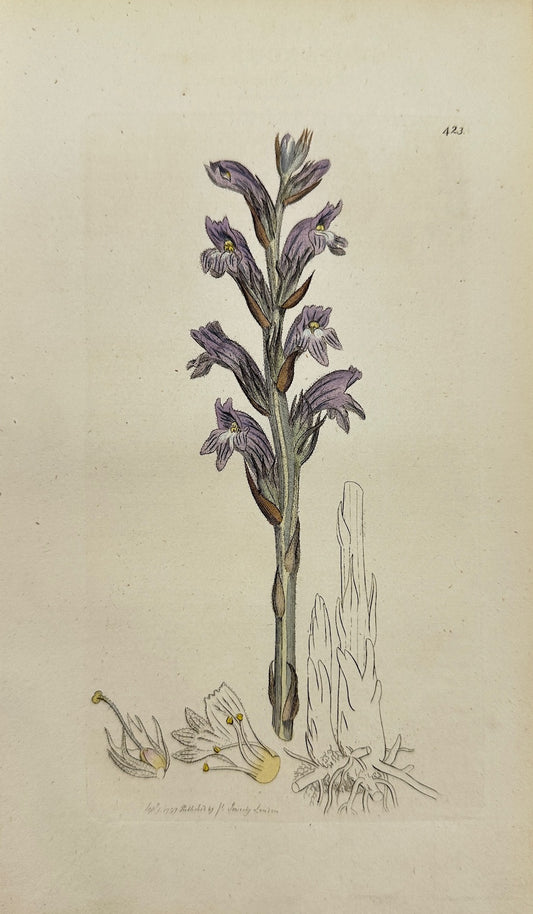 Antique Print - James Sowerby - Orobanche Cærulea - Purple Broom-rape - F1