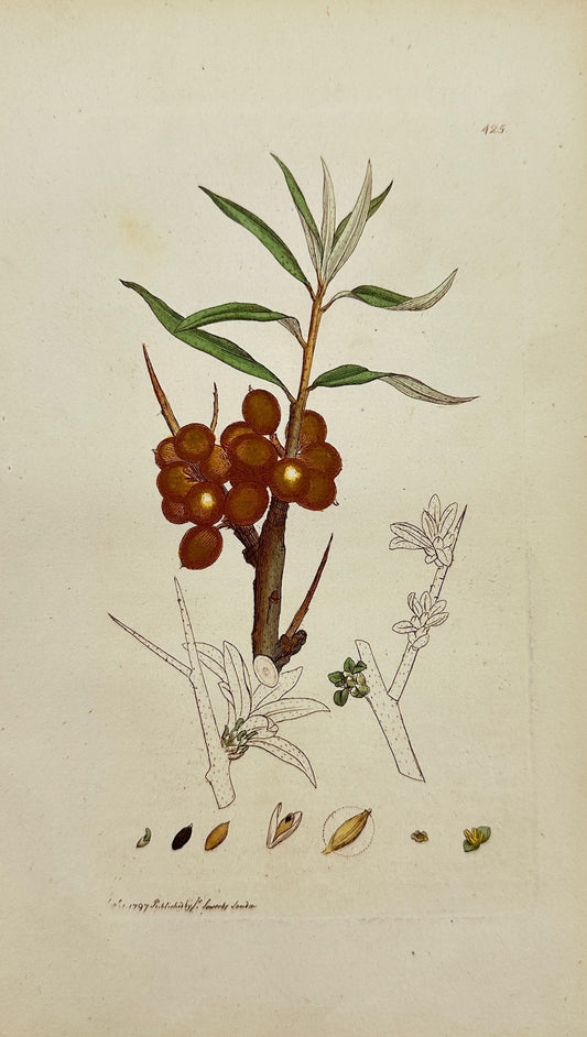 Antique Print - James Sowerby - Hippophae Rhamnoides - Sallow-thorn - F1