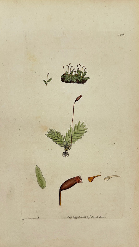 Antique Print - James Sowerby - Hypnum Taxifolium - Yew-leaved Hypnum - F1
