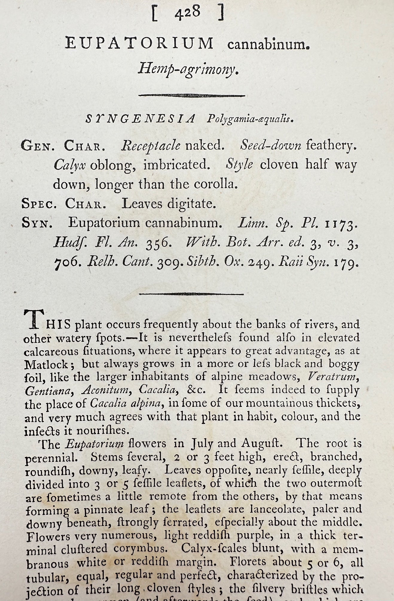 Antique Engraving - James Sowerby - Eupatorium Cannabinum - Hemp-agrimony - F1