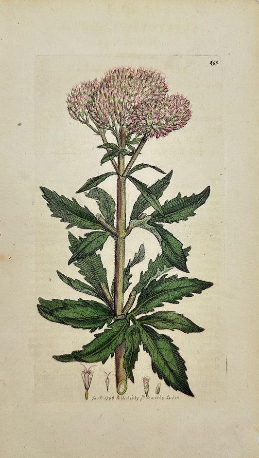 Antique Engraving - James Sowerby - Eupatorium Cannabinum - Hemp-agrimony - F1