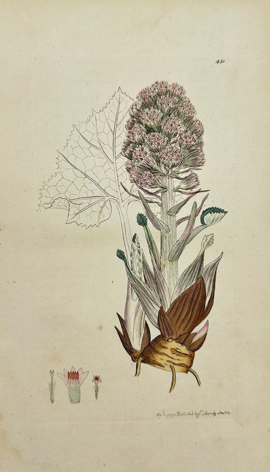 Antique Print - James Sowerby - Tussilago Hybrida - Common Butter-bur - F1