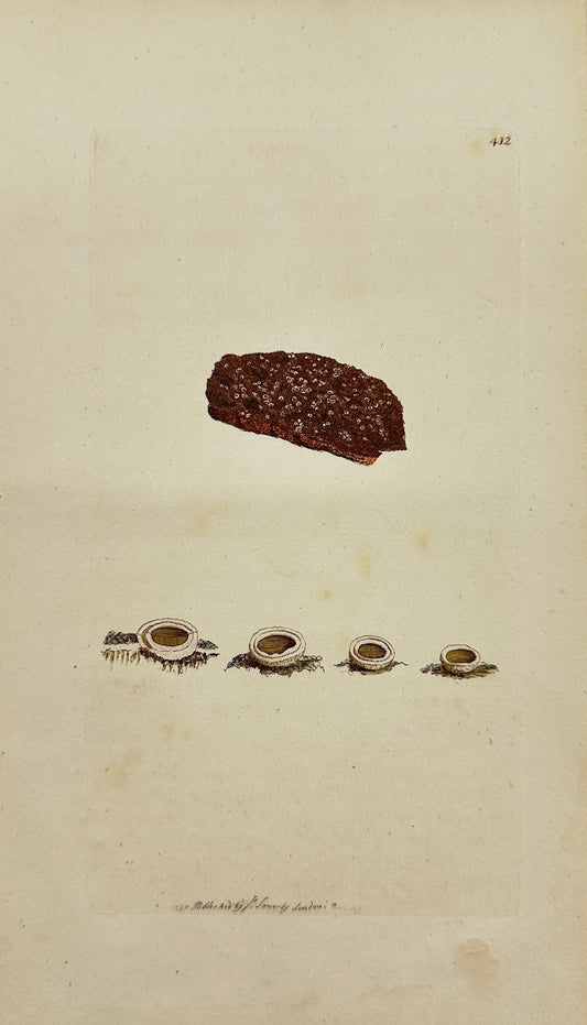 Antique Print - James Sowerby - Lichen Byffinus - Mealy-bordered Lichen - F1