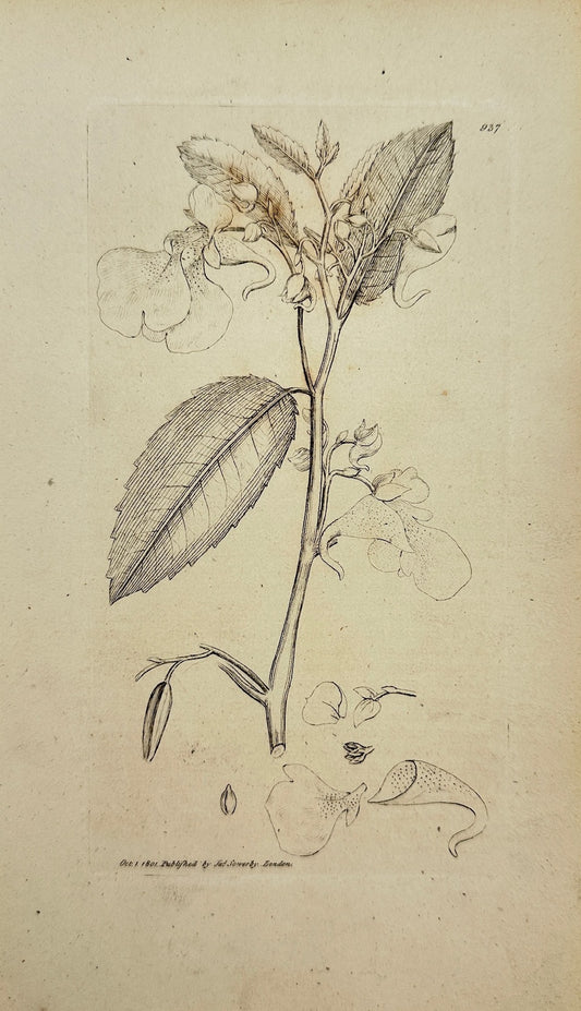 Antique Print - James Sowerby - Impatiens Noli Me Tangere - Yellow Balfam - F1