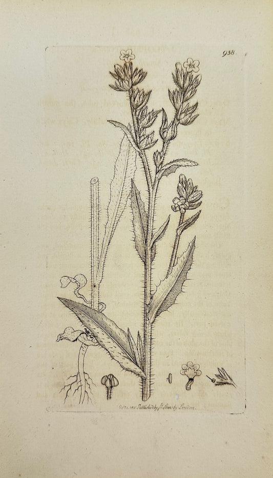 Antique Botanical Print - James Sowerby - Lycopsis Arvenſis - Small Buglofs - F1
