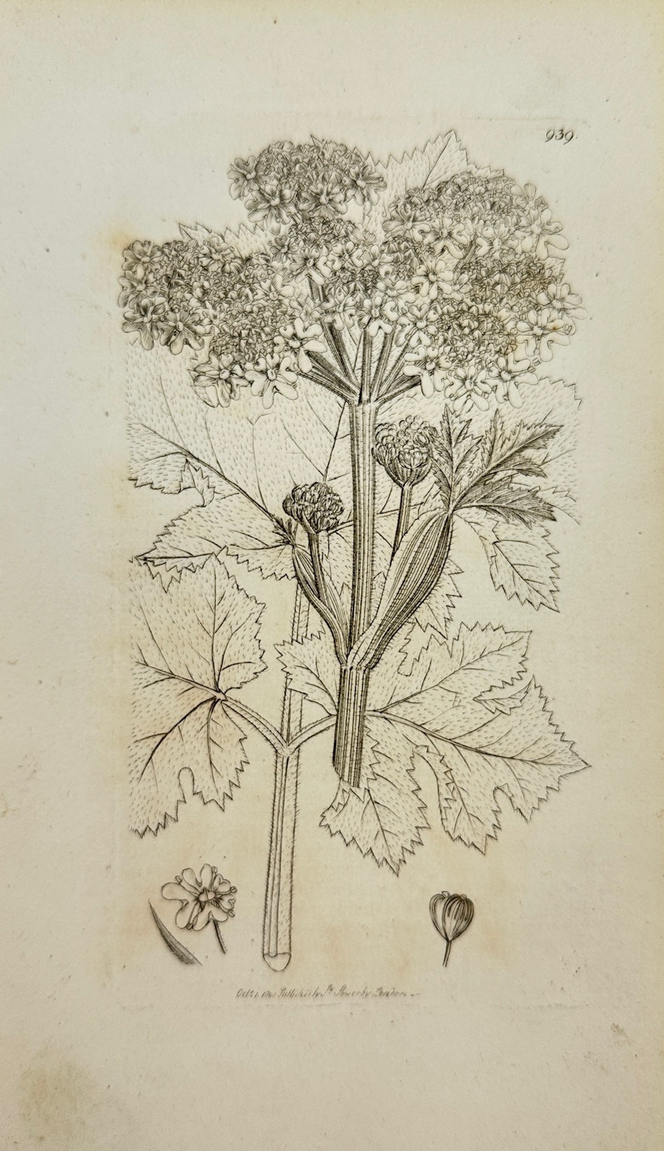 Antique Botanical Print - James Sowerby - Heracleum Sphondylium - Hogweed - F1