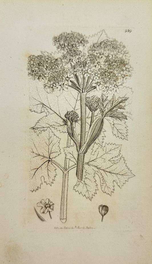 Antique Botanical Print - James Sowerby - Heracleum Sphondylium - Hogweed - F1