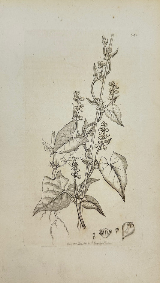 Antique Print - James Sowerby - Polygonum Convolvulus - Climbing Buck-wheat - F1