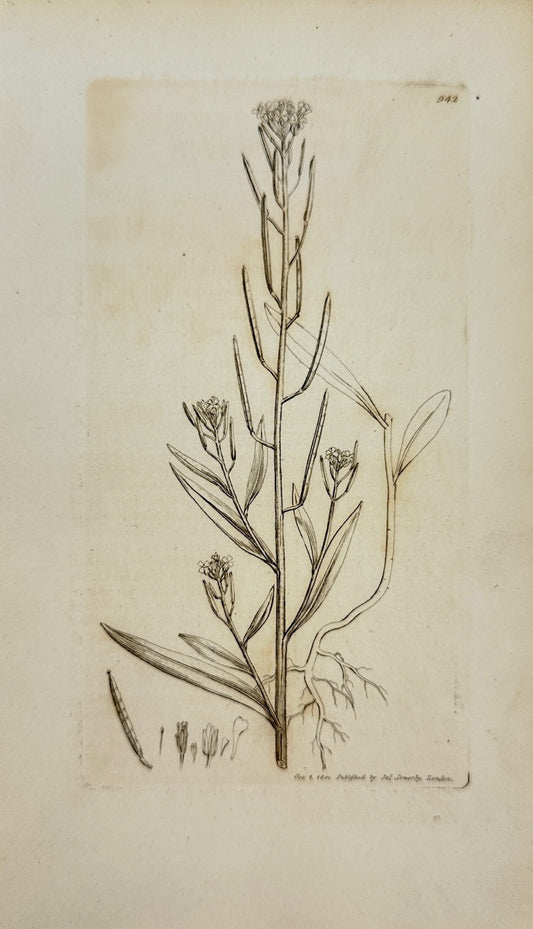 Antique Print - Sowerby - Erysimum Cheiranthoides - Treacle Hedge-mustard - F1