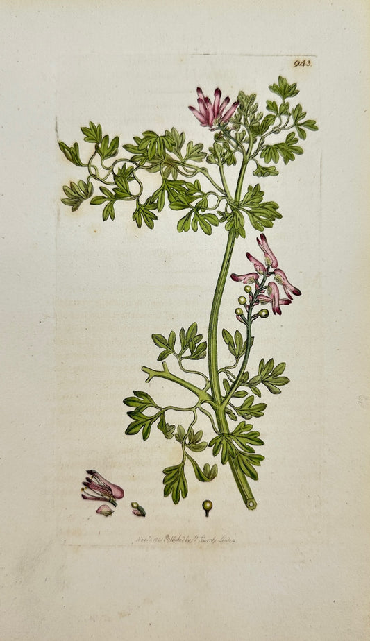 Antique Print - James Sowerby - Fumaria Capreolata - Ramping Fumitory - F1