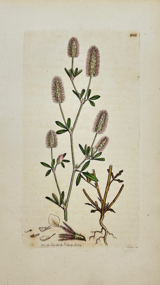 Antique Print - James Sowerby - Trifolium Arvense - Hare's-foot Trefoil - F1