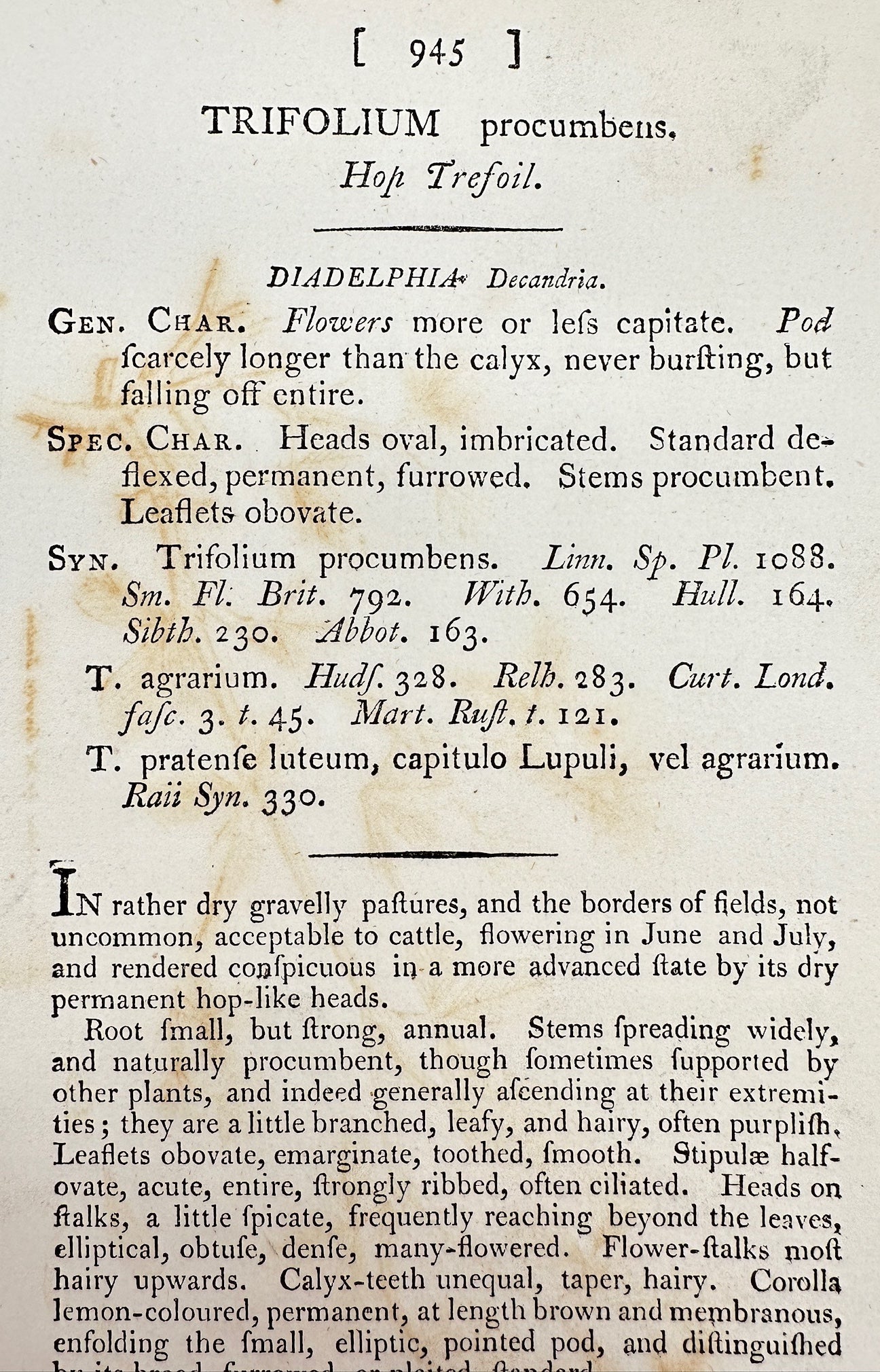 Antique Engraving - James Sowerby - Trifolium Procumbens - Hop Trefoil - F1