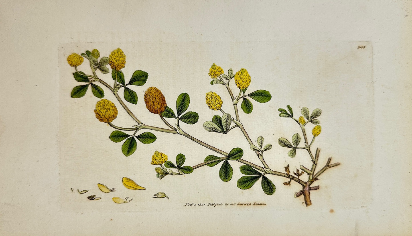 Antique Engraving - James Sowerby - Trifolium Procumbens - Hop Trefoil - F1