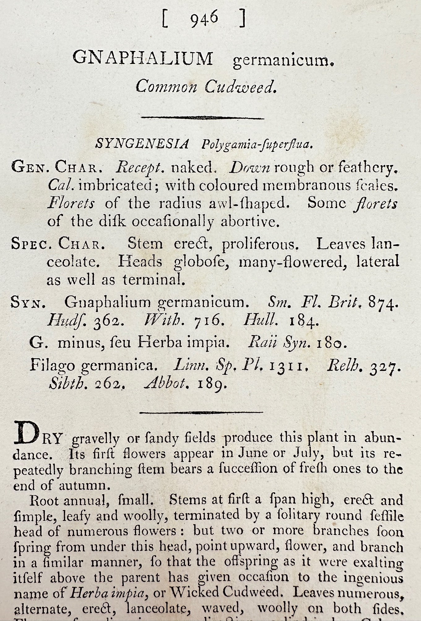 Antique Engraving - James Sowerby - Gnaphalium Germanicum - Common Cudweed - F1