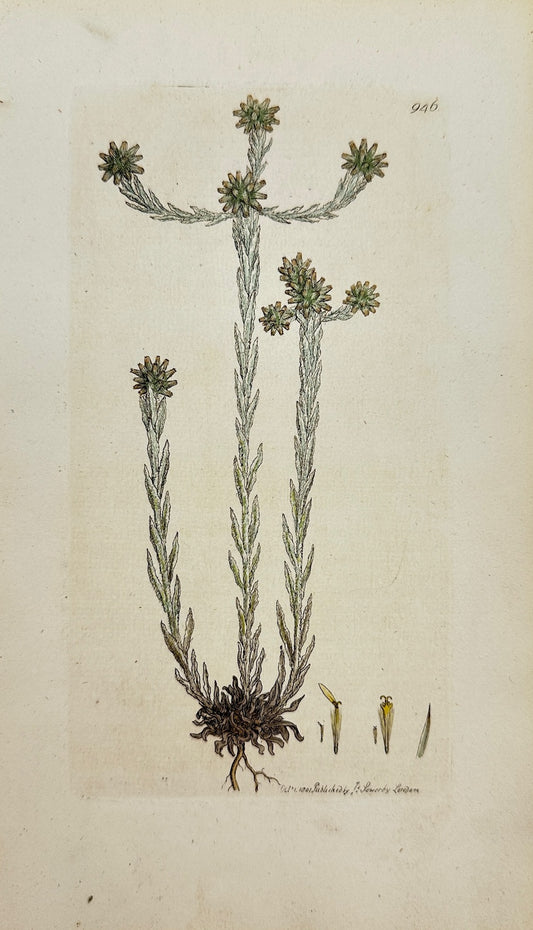 Antique Engraving - James Sowerby - Gnaphalium Germanicum - Common Cudweed - F1