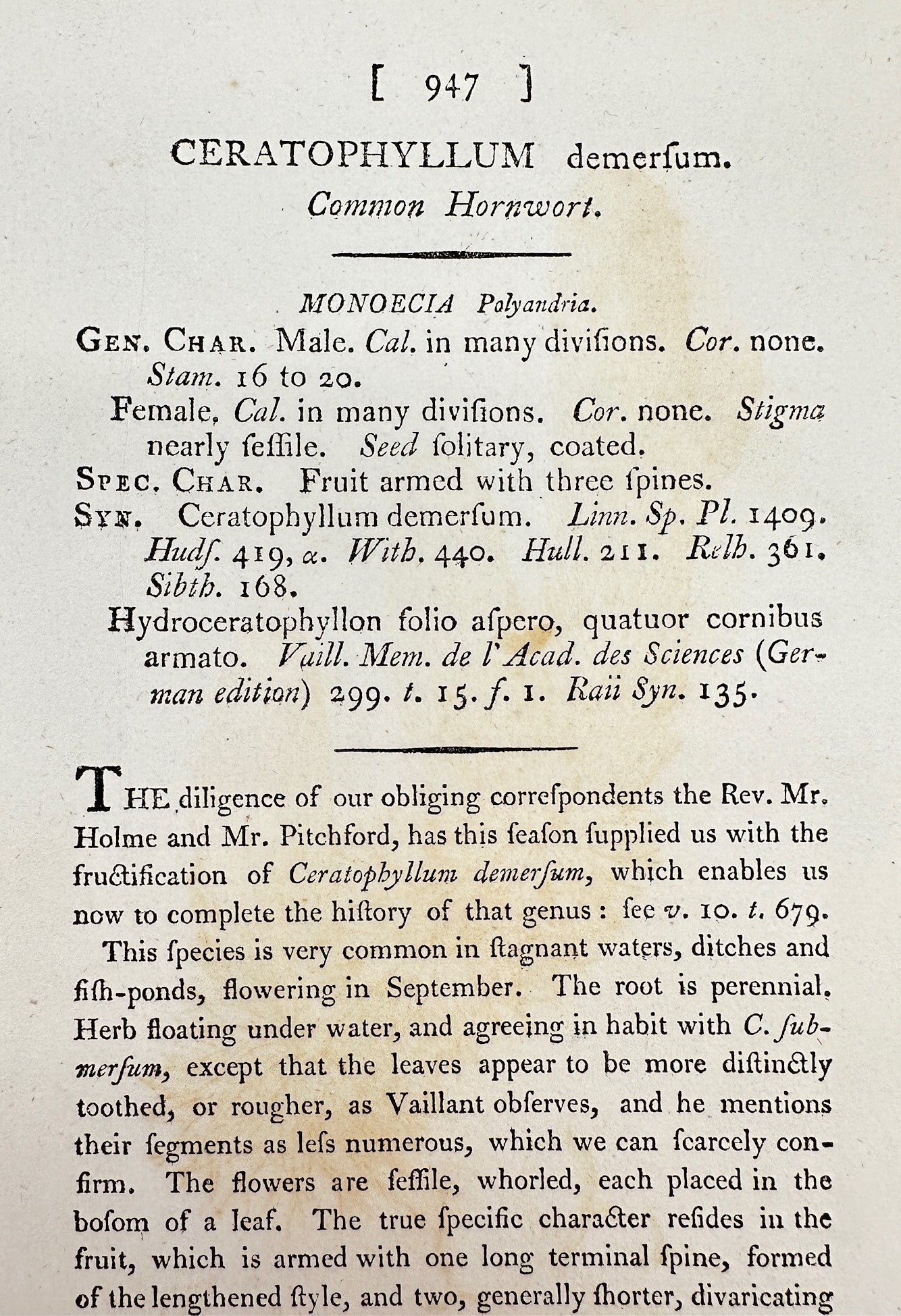 Antique Engraving - James Sowerby - Ceratophyllum Demersu - Common Hornwort - F1