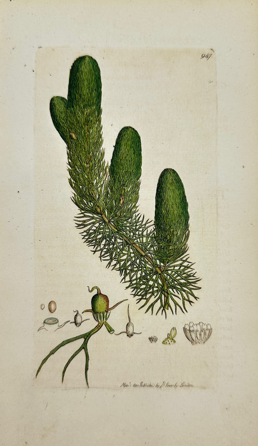 Antique Engraving - James Sowerby - Ceratophyllum Demersu - Common Hornwort - F1