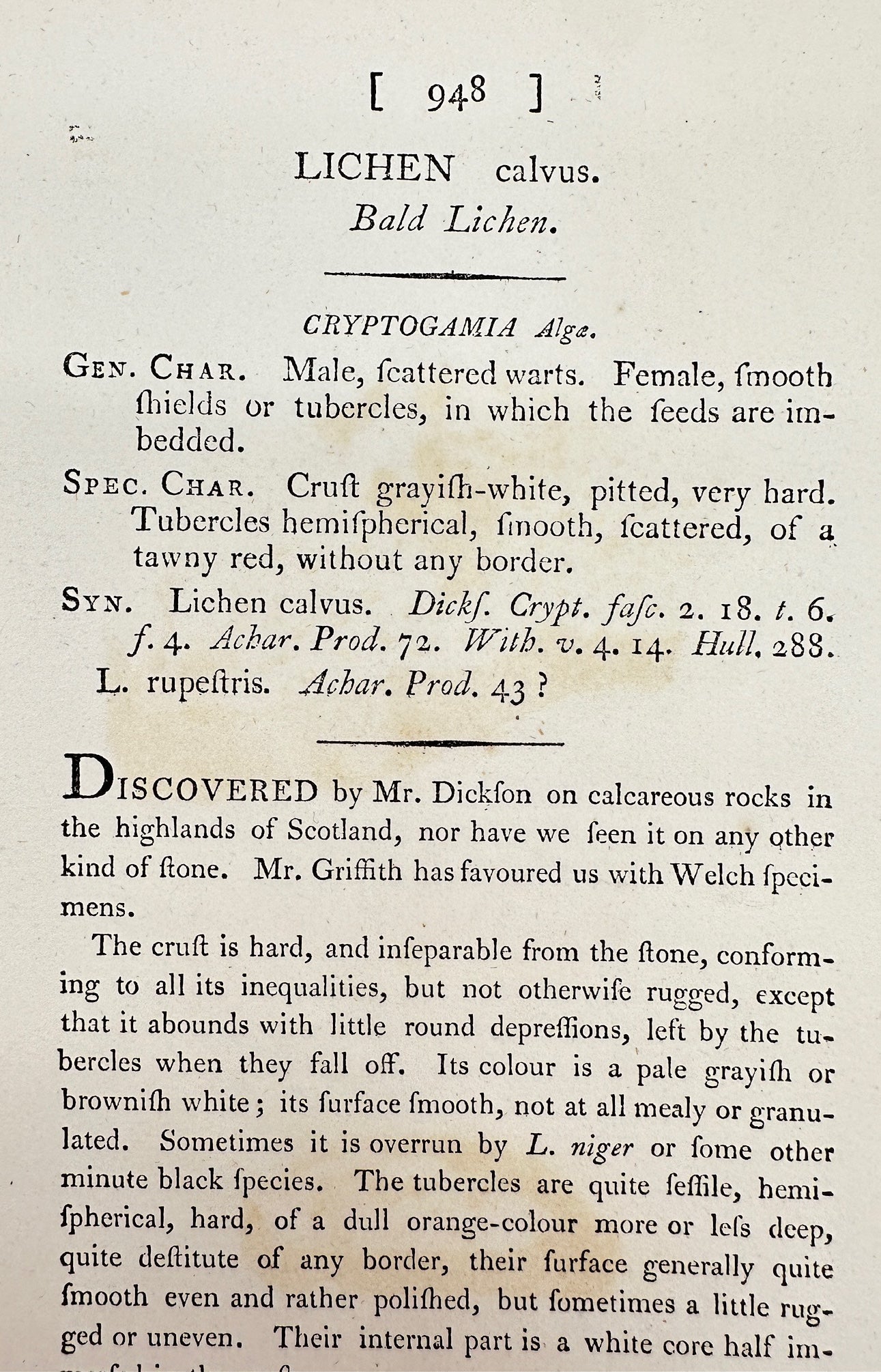 Antique Botanical Engraving - James Sowerby - Lichen Calvus - Bald Lichen - F1