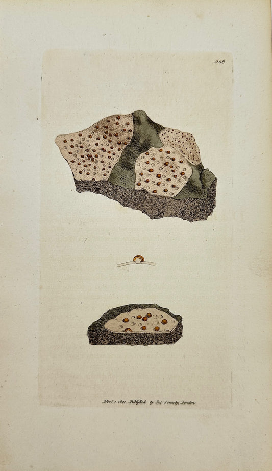 Antique Botanical Engraving - James Sowerby - Lichen Calvus - Bald Lichen - F1
