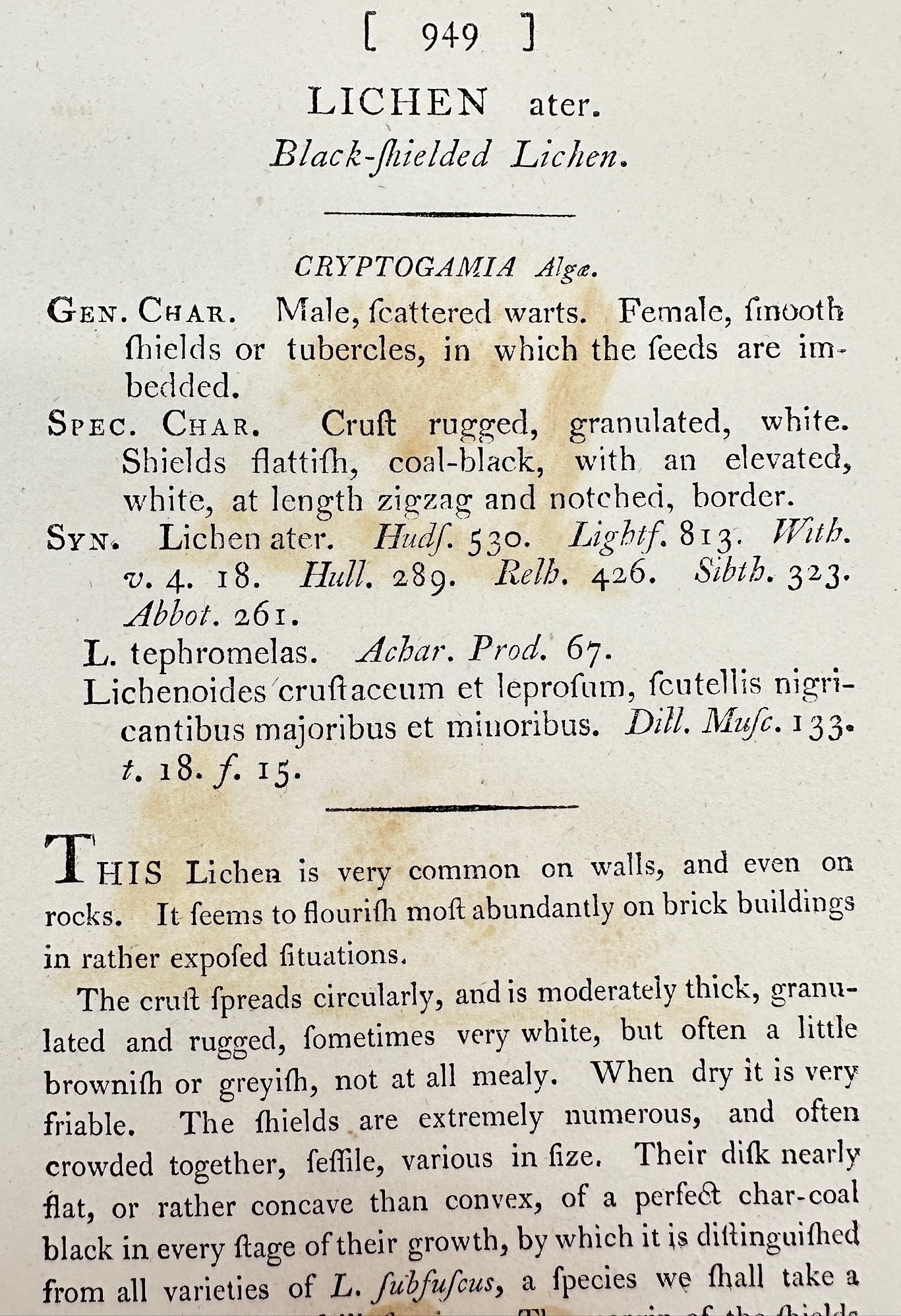 Antique Print - James Sowerby - Lichen Ater - Black-shielded Lichen - F1