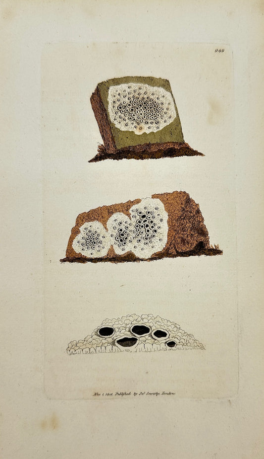 Antique Print - James Sowerby - Lichen Ater - Black-shielded Lichen - F1