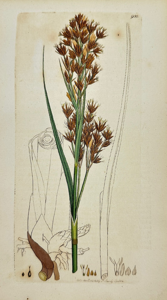 Antique Print - James Sowerby - Schenus Marifcus - Prickly Bog-rush - F1