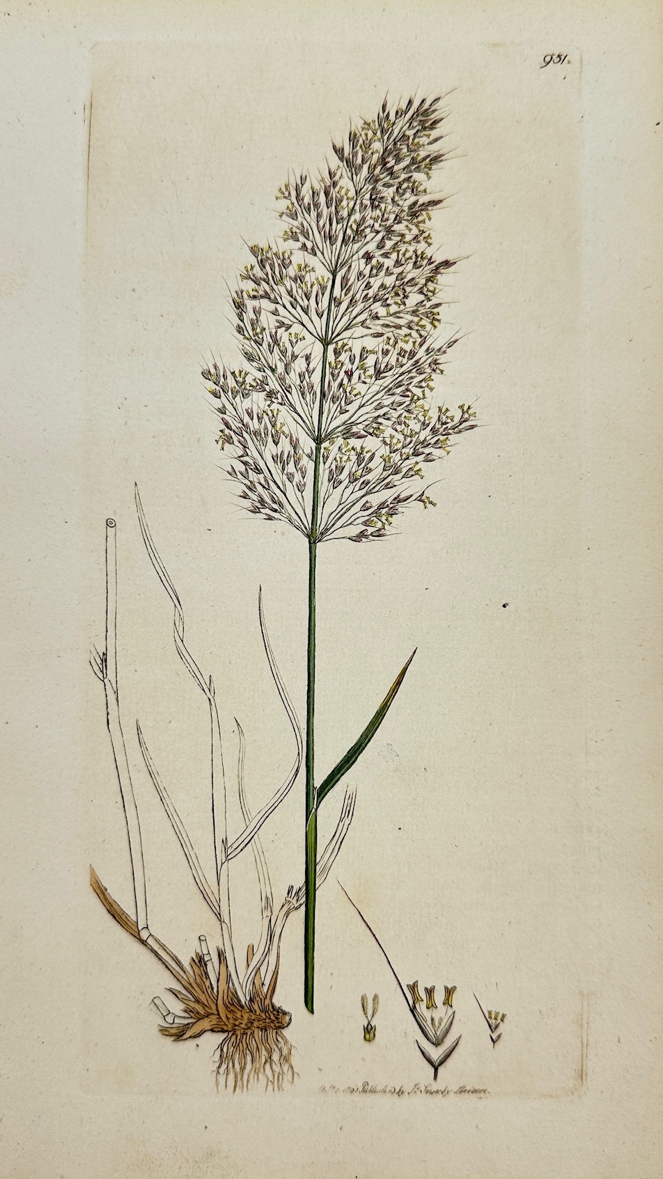 Antique Print - James Sowerby - Agrostis Spica Venti - Silky Bent-grafs - F1