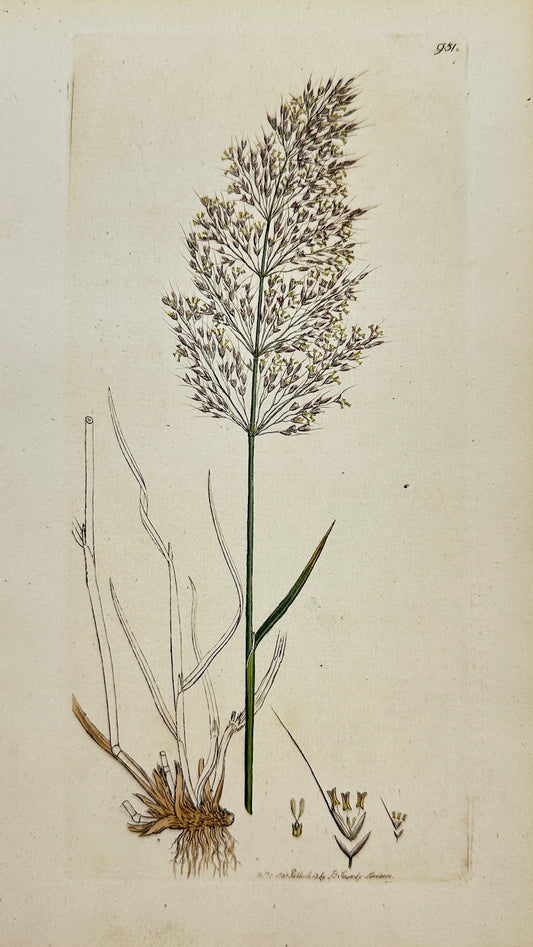 Antique Print - James Sowerby - Agrostis Spica Venti - Silky Bent-grafs - F1