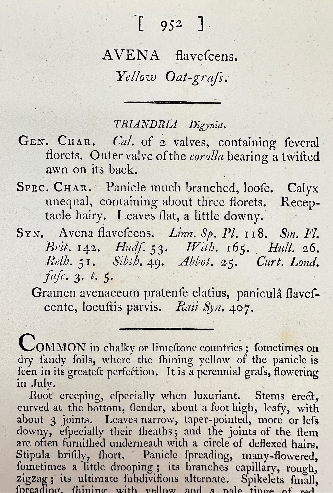 Antique Print - James Sowerby - Avena Flavefcens - Yellow Oat-grafs - F1