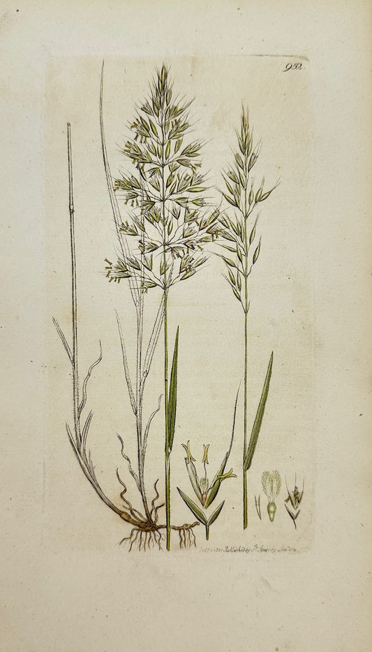 Antique Print - James Sowerby - Avena Flavefcens - Yellow Oat-grafs - F1