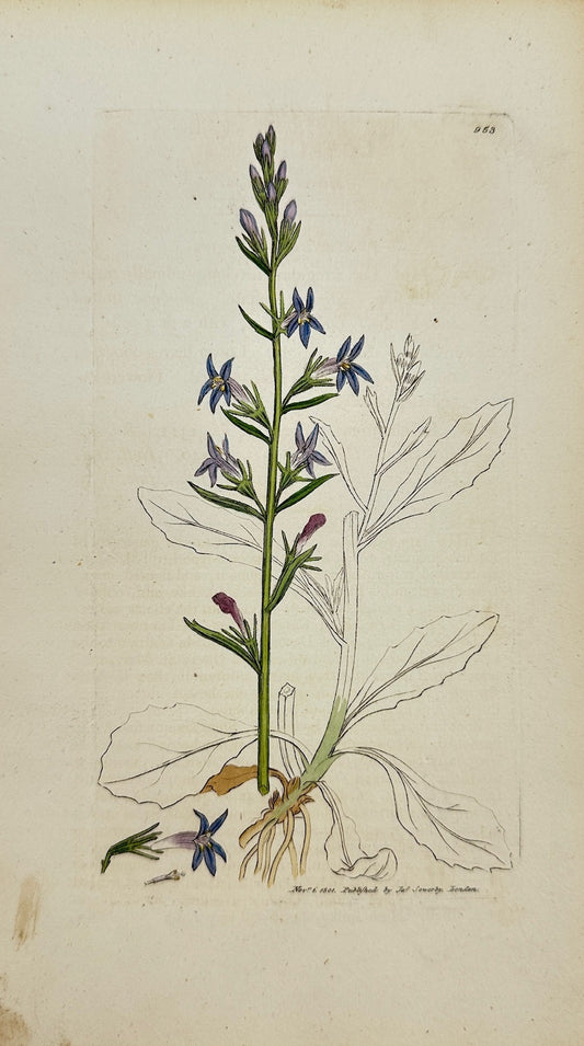 Antique Botanical Print - James Sowerby - Lobelia Urens - Acrid Lobelia - F1