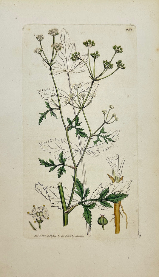 Antique Botanical Print - James Sowerby - Sison Amomum - Hedge Honewort - F1