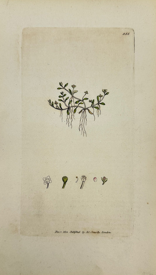 Antique Print - James Sowerby - Elatine Hydropiper - Small Waterwort - F1